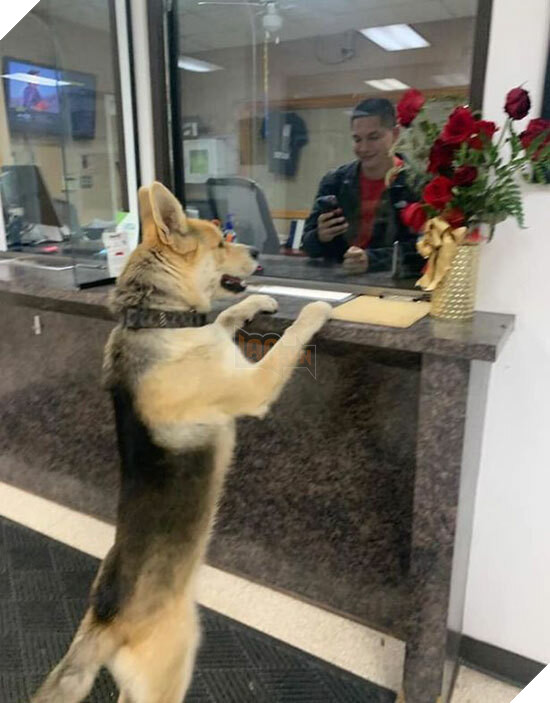 Chó Chico đứng đợi cảnh sát 'giải quyết' vụ đi lạc của mình. Ảnh: FB.