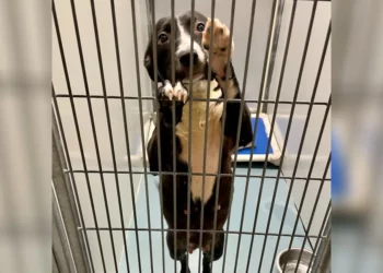 Shelter Dog on Euthanasia List Begs Volunteer to Take Her Home Forever