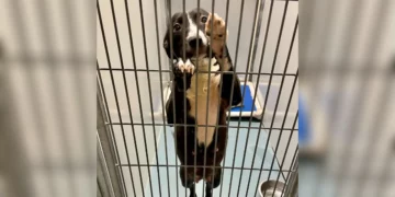 Shelter Dog on Euthanasia List Begs Volunteer to Take Her Home Forever