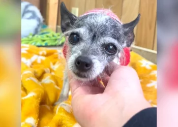 Tiny Dog Returned to Shelter for Wanting Cuddles Finally Finds a Family That Loves Her Back