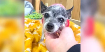 Tiny Dog Returned to Shelter for Wanting Cuddles Finally Finds a Family That Loves Her Back