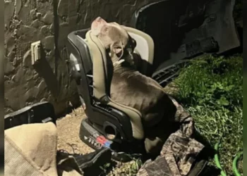 From a Child’s Car Seat to a Loving Home: The Stray Dog Who Braved a Winter Storm