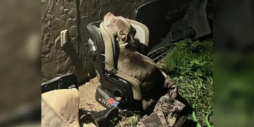 From a Child’s Car Seat to a Loving Home: The Stray Dog Who Braved a Winter Storm