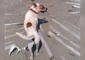 Taiwanese Artist Builds Heartfelt Driftwood Memorial to His Late Dog — Using the Wood They Collected Together