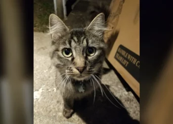 Stray Cat Wearing a 5-Year-Old Collar Runs Into Stranger’s House — and Finds the Family She Was Searching For