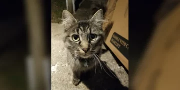 Stray Cat Wearing a 5-Year-Old Collar Runs Into Stranger’s House — and Finds the Family She Was Searching For