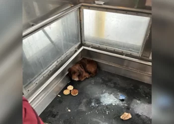 Railroad Workers Discover Someone Fluffy Hiding In Train Station Elevator