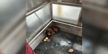 Railroad Workers Discover Someone Fluffy Hiding In Train Station Elevator
