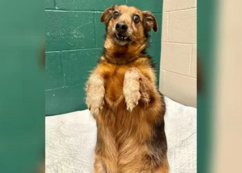 Shelter Staff Go All Out To Help a “Badly Taxidermied Meerkat” Find His Forever Home