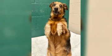 Shelter Staff Go All Out To Help a “Badly Taxidermied Meerkat” Find His Forever Home