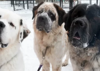 These Giant Fluffy Dogs Couldn’t Find A Home — Because No One Wanted All Three