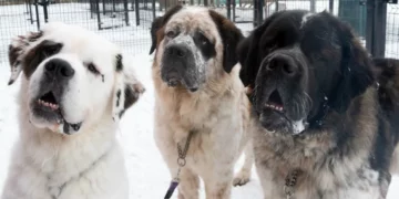 These Giant Fluffy Dogs Couldn’t Find A Home — Because No One Wanted All Three