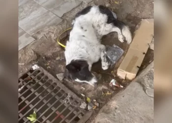 EMOTIONAL RESCUE: Near-Death Dog Finds Will to Live After Seeing Her Rescuer Arrive at Kuwait Market