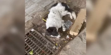 EMOTIONAL RESCUE: Near-Death Dog Finds Will to Live After Seeing Her Rescuer Arrive at Kuwait Market