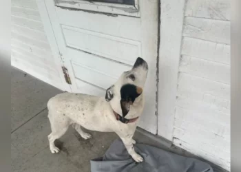 UNBREAKABLE BOND: Abandoned Dog Waits Patiently on Porch for Days, Refusing to Believe Her Family is Gone