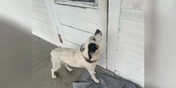 UNBREAKABLE BOND: Abandoned Dog Waits Patiently on Porch for Days, Refusing to Believe Her Family is Gone