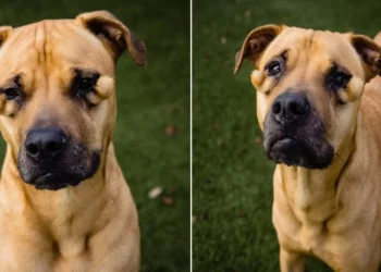 “SHE LOOKS SO UGLY”: Shelter Dog Constantly Overlooked Due to Facial Deformity Finds Love After Viral Post
