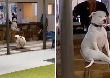 ICONIC: Viral Dog Refuses to Play With Peers, Sits on Barstool to Judge Fellow Pups at Daycare