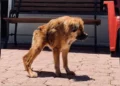 TINY TITAN: Dog Born With Rare Short Spine Syndrome Thrives After Being Rescued From Euthanasia
