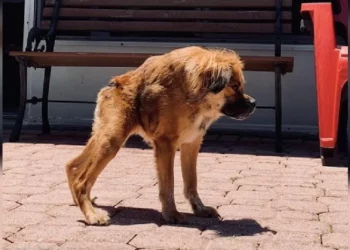 TINY TITAN: Dog Born With Rare Short Spine Syndrome Thrives After Being Rescued From Euthanasia