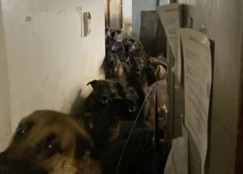 Inside a NYC Apartment, Rescuers Discovered a Heartbreaking Secret — 40 Dogs Waiting for a Chance to Live