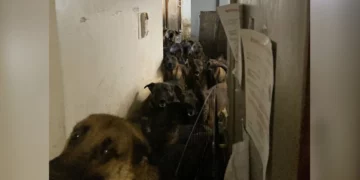 Inside a NYC Apartment, Rescuers Discovered a Heartbreaking Secret — 40 Dogs Waiting for a Chance to Live