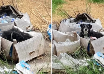 Senior Dog Left Behind in an Empty Box Realizes His Family Isn’t Coming Back — Until One Rescuer Changes Everything