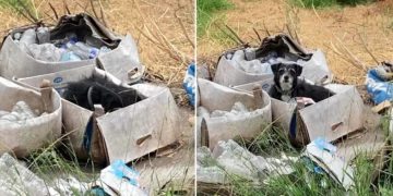 Senior Dog Left Behind in an Empty Box Realizes His Family Isn’t Coming Back — Until One Rescuer Changes Everything
