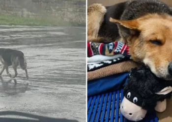 Heartbroken Senior Dog Walks the Streets Carrying the Only Thing She Has Left — Her Stuffed Toy