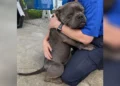 Shelter Pup Can’t Stop Hugging the People Who Saved Him — And the World Falls in Love