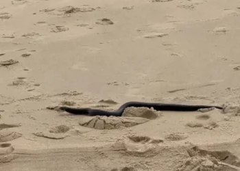 Little Girl Thinks She Sees a Stick on the Beach — Until It Suddenly Starts Moving
