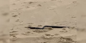 Little Girl Thinks She Sees a Stick on the Beach — Until It Suddenly Starts Moving