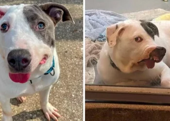 Shelter Dog With a One-of-a-Kind Face Is Still Waiting for Someone to Love Him