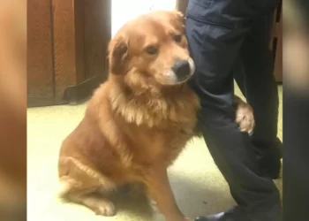 Dog Left In Walmart Parking Lot Can’t Stop Hugging The People Who Saved Him