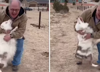 Deaf And Blind Dog Recognizes Her Grandpa Instantly After A Year Apart