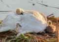 HEARTBREAK & HEROISM: Single Swan Father Rises to the Challenge After Mate’s Tragic Death, Captivating Boston