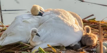 HEARTBREAK & HEROISM: Single Swan Father Rises to the Challenge After Mate’s Tragic Death, Captivating Boston