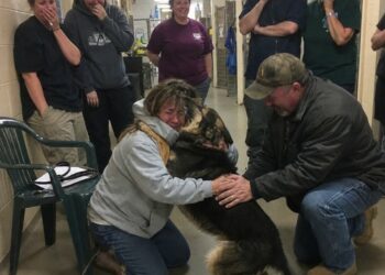 German Shepherd Reunited With Family Nearly Two Years After Going Missing