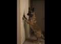 She Was Days Away From Rehoming Her Dog. Then a 2:47 A.M. Warning Changed Everything