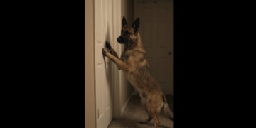She Was Days Away From Rehoming Her Dog. Then a 2:47 A.M. Warning Changed Everything