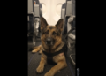 A Woman Questioned Why His German Shepherd Was Allowed on the Plane. She Didn’t Know the Dog’s Story