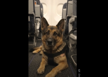 A Woman Questioned Why His German Shepherd Was Allowed on the Plane. She Didn’t Know the Dog’s Story