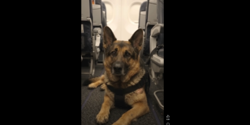 A Woman Questioned Why His German Shepherd Was Allowed on the Plane. She Didn’t Know the Dog’s Story
