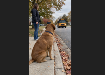 Every Afternoon, Milo Waited for the Same School Bus. His New Family Had No Idea Why.