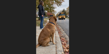 Every Afternoon, Milo Waited for the Same School Bus. His New Family Had No Idea Why.