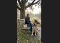 The German Shepherd Who Returned to the Same Park Bench Every Morning