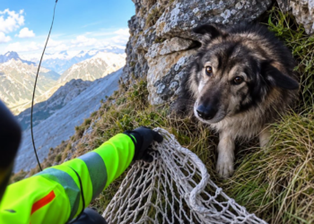 Stranded High in the Italian Alps, a Shepherd Dog Was Lifted to Safety by Helicopter