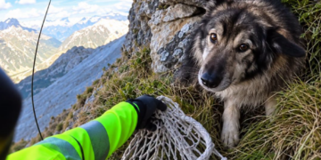 Stranded High in the Italian Alps, a Shepherd Dog Was Lifted to Safety by Helicopter