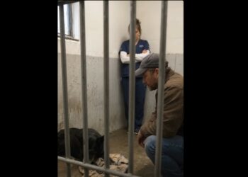 Full Stories: I Went to the Shelter Looking for the Easiest Dog I Could Find. Then I Met Morrow.