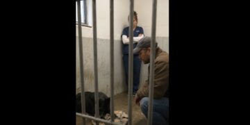 Full Stories: I Went to the Shelter Looking for the Easiest Dog I Could Find. Then I Met Morrow.